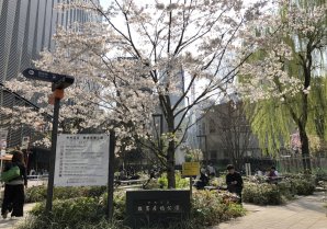 2018年 桜スポット情報①【数寄屋橋公園】