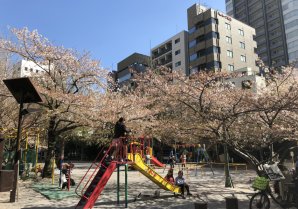 2018年 桜スポット情報②【京橋公園】