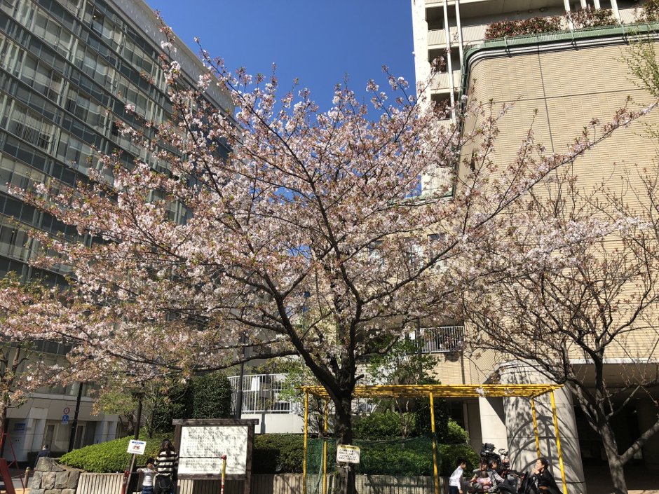 銀座なび・桜スポット・京橋公園